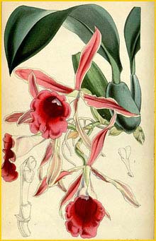    ( Trichopila marginata )  Curtis's Botanical Magazine 1855