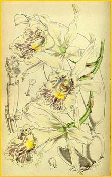   ( Trichopila suavis )  Curtis's Botanical Magazine 1852