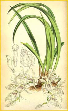   ( Trichopila subulata )  Curtis's Botanical Magazine 1872