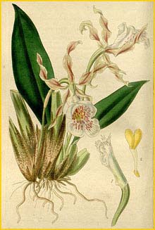   ( Trichopila tortilis )  Curtis's Botanical Magazine 1840