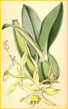   ( Trichopila turialbae )  Curtis's Botanical Magazine 1865