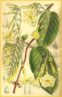   ( Angadenia nitida )  Curtis's Botanical Magazine 1909