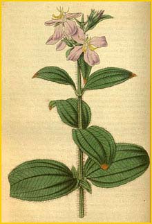   ( Arthrostemma nitida ) Curtis's Botanical Magazine
