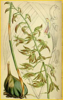  - ( Tainia viridifusca )  Curtis's Botanical Magazine 1852