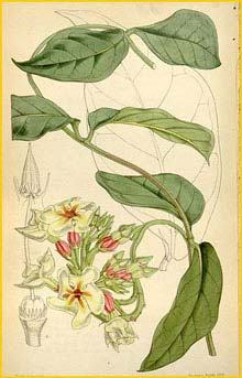    ( Temnadenia odorifera ) Curtis's Botanical Magazine 1850
