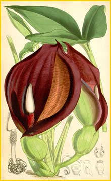   ( Typhonium brownii )  Curtis's Botanical Magazine