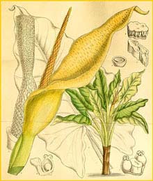  ( Typhonodorum lindleyanum ) Curtis's Botanical Magazine 1910