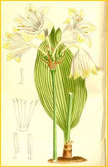  ( Urceocharis edentata )  Curtis's Botanical Magazine 1911