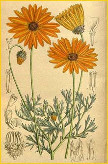 Урсиния какилелистная ( Ursinia cakilefolia )  Curtis's Botanical Magazine 1916