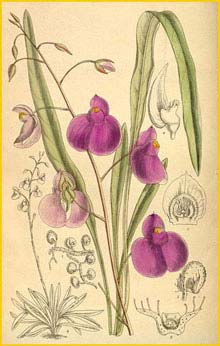   ( Utricularia longifolia )  Curtis's Botanical Magazine 1913