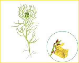   ( Utricularia  bremii ),    