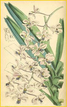   ( Vanda coerulescens )  Curtis's Botanical Magazine