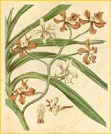   ( Vanda concolor )  Curtis's Botanical Magazine  1835
