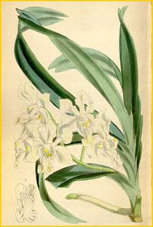   ( Vanda denisoniana )  Curtis's Botanical Magazine