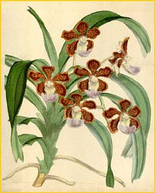   ( Vanda insignis )  Curtis's Botanical Magazine