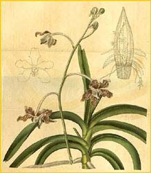    ( Vanda tessellata )  Curtis's Botanical Magazine  1821