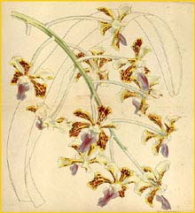   (  Vanda tricolor ) Curtis's Botanical Magazine  1849