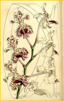   (  Vanda tricolor ) Curtis's Botanical Magazine  1860