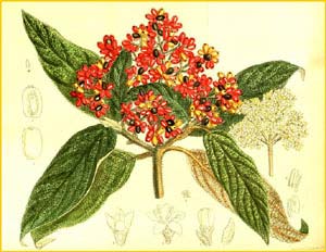   ( Viburnum rhytidophyllum ) Curtis's Botanical Magazine 1911