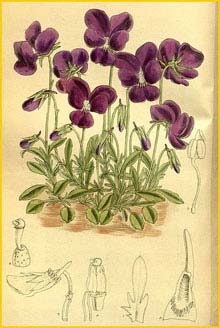    ( Viola gracilis ) Curtis's Botanical Magazine 1914