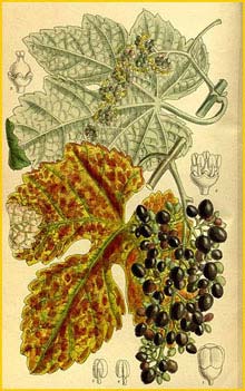   ( Vitis thunbergii )  Curtis's Botanical Magazine 1914