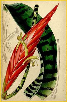   ( Vriesea splendens )  Curtis's Botanical Magazine 1848