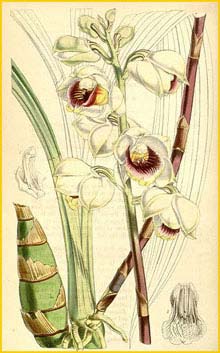 ( Warrea warreana ) Curtis's Botanical Magazine 1846