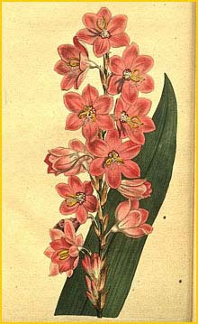   ( Watsonia marginata ) Curtis's Botanical Magazine
