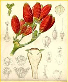   ( Welwitschia mirabilis )  Curtis's Botanical Magazine