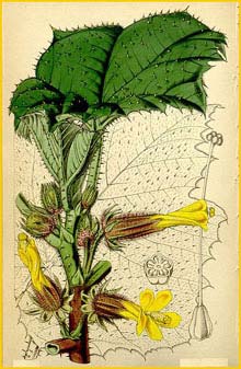    ( Wercklea ferox / Hibiscus ferox )  Curtis's Botanical Magazine 1848