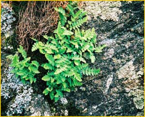   /   ( Woodsia ilvensis ) ,    