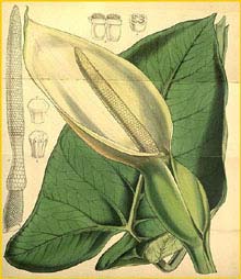 Xanthosoma sagittifolium (   ) Curtis's Botanical Magazine