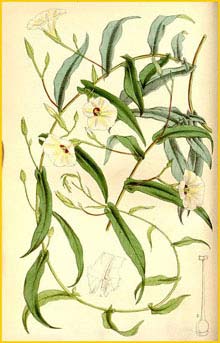   ( Xenostegia tridentata )  Curtis's Botanical Magazine 1864