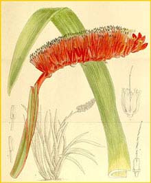   ( Xeronema moorii ) Curtis's Botanical Magazine 1910