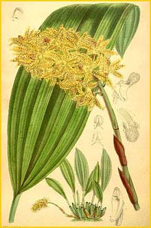     ( Xylobium leontoglossum ) Curtis's Botanical Magazine 1889