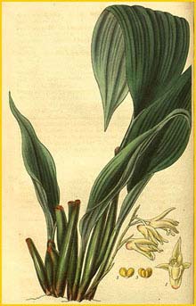    ( Xylobium pallidiflorum ) Curtis's Botanical Magazine 1828