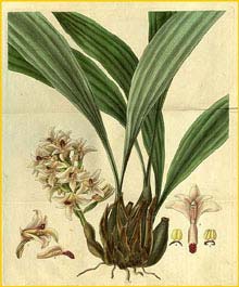    ( Xylobium squalens ) Curtis's Botanical Magazine 1829