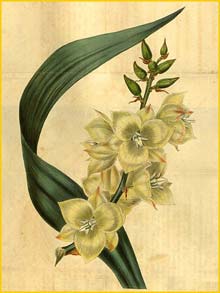   ( Yucca filamentosa )  Curtis's Botanical Magazine 1826