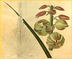   ( Yucca glauca ) Curtis's Botanical Magazine 1821