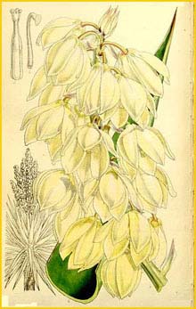   ( Yucca treculeana ) Curtis's Botanical Magazine 1860