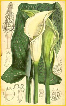 /  /  (  Zantedeschia albomaculata )  Curtis's Botanical Magazine