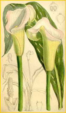   /    ( Zantedeschia rehmannii ) Curtis's Botanical Magazine