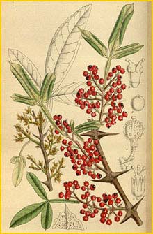   ( Zanthoxylum planispinum ) Curtis's Botanical Magazine 1918