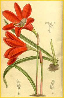   ( Zephyranthes cardinalis ) Curtis's Botanical Magazine  1914