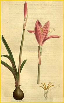   ( Zephyranthes carinata / grandiflora ) Curtis's Botanical Magazine  1914
