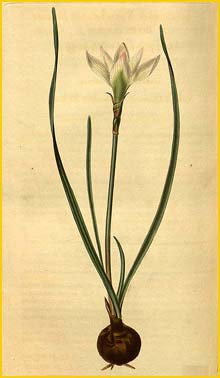   ( Zephyranthes minuta ) Curtis's Botanical Magazine