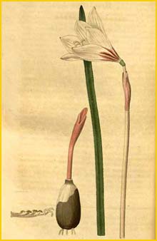 3   ( Zphyranthes versicolor ) Curtis's Botanical Magazine