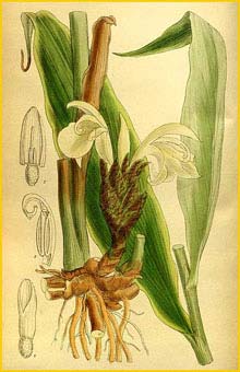   ( Zingiber mioga )  Curtis's Botanical Magazine 1914