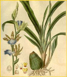   ( Zygopetalum maculatum )  Curtis's Botanical Magazine  1827