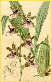   ( Zygopetalum maxillare )  Curtis's Botanical Magazine  1839